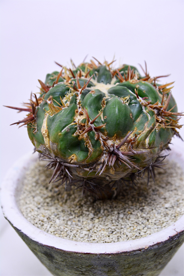 ホマロケファラ 綾波モンストローサ | 叢 – くさむら – Qusamura