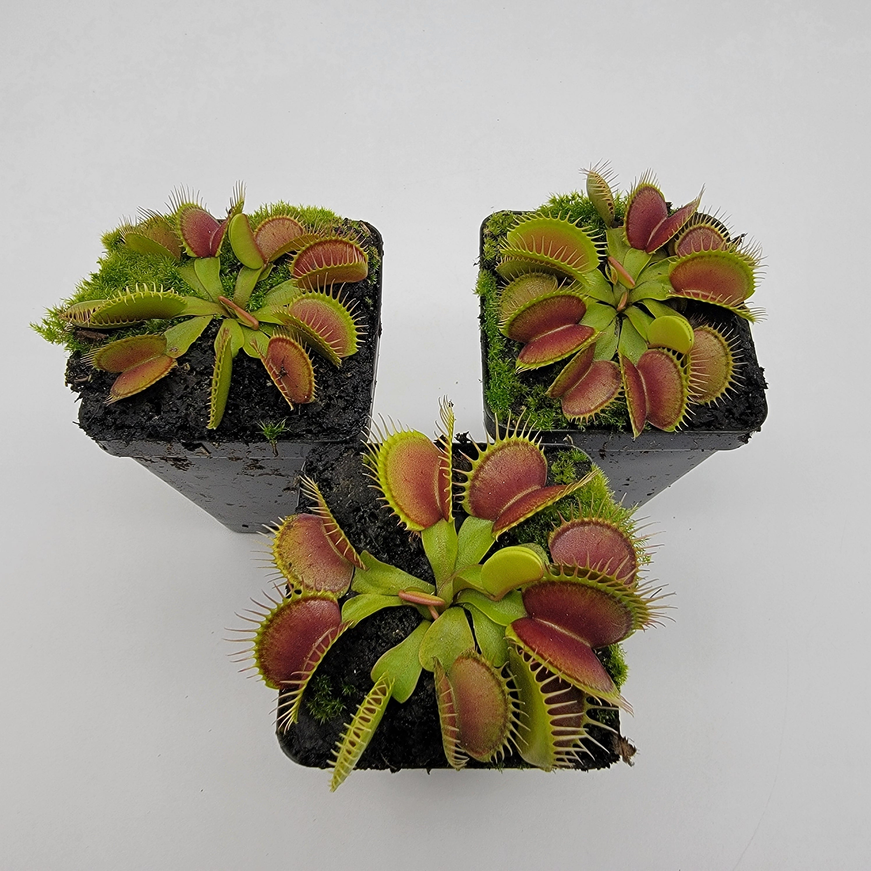 Venus flytrap (Dionaea muscipula) 'Southwest Giant' | Venus