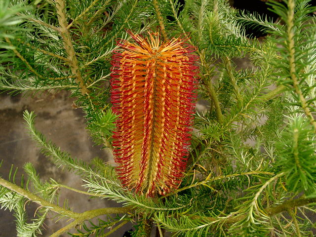 オーストラリア ヒース バンクシア 花木