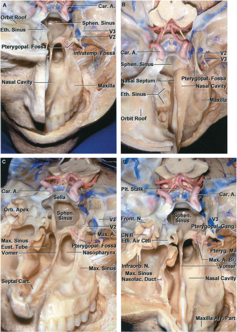 Anterior and Middle Cranial Base | Neuroanatomy | The