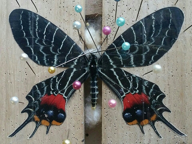 ヒマラヤの貴婦人 | 蝶に魅せられた旅人