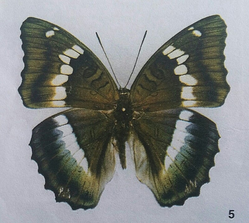 フランス公爵じゃないの(?_?)❓ | 蝶に魅せられた旅人