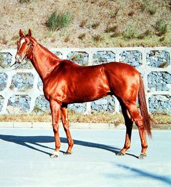 TTG時代ライバルの一頭 貴公子テンポイント | 名馬列伝