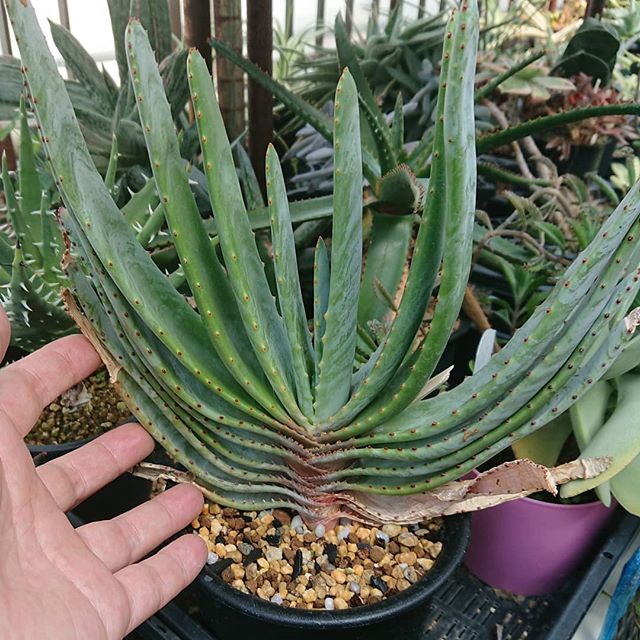 コンプレッサ・シストフィラ – ROUKA – Succulents Note