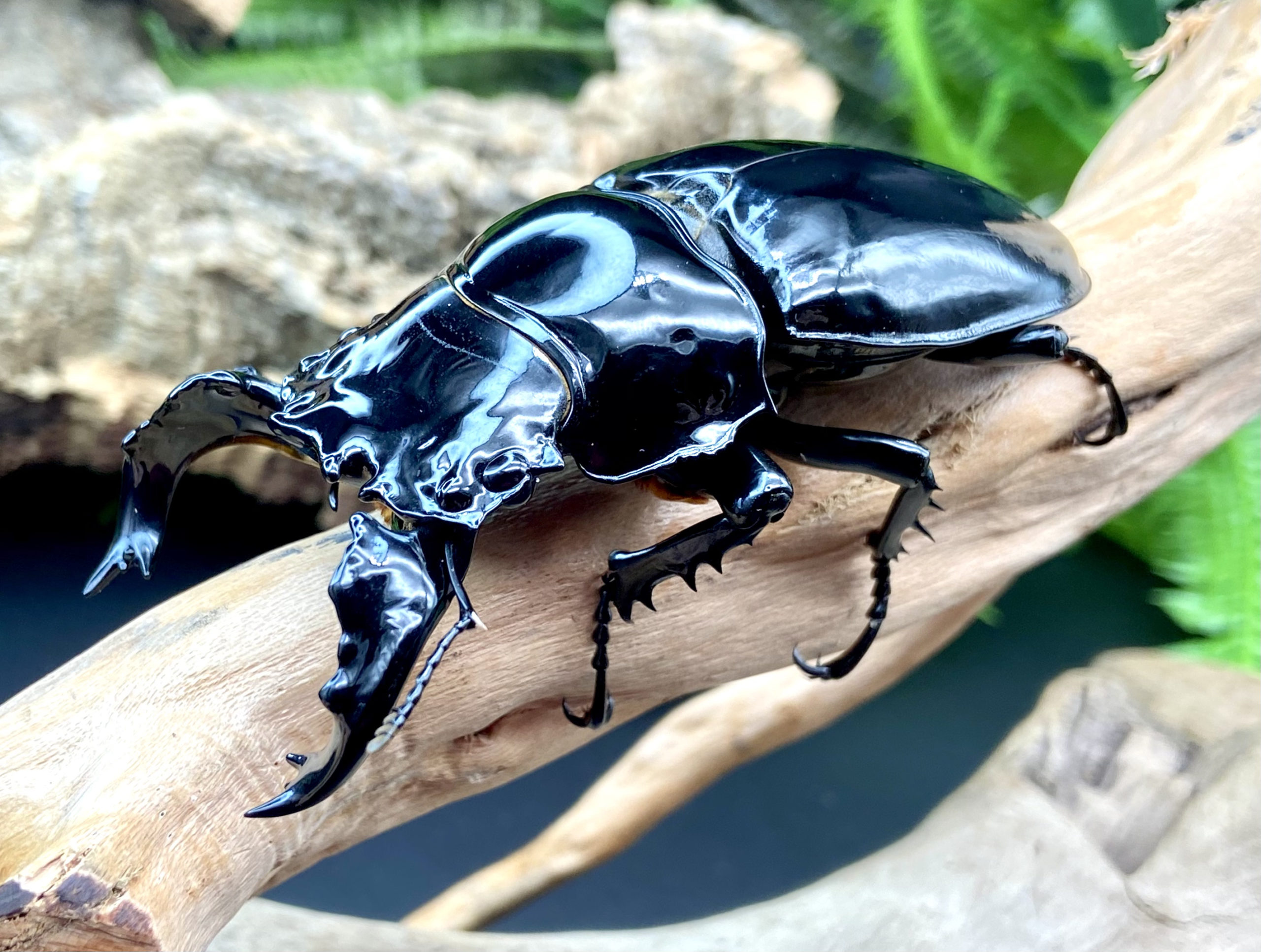 タランドゥスオオツヤクワガタ 飼育記録 1サイクル目羽化完結～所感