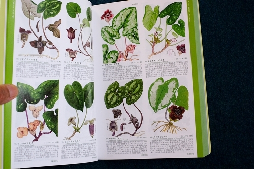 カフェで眺めて愉しい 牧野富太郎の植物図鑑（牧野図鑑） その特徴と