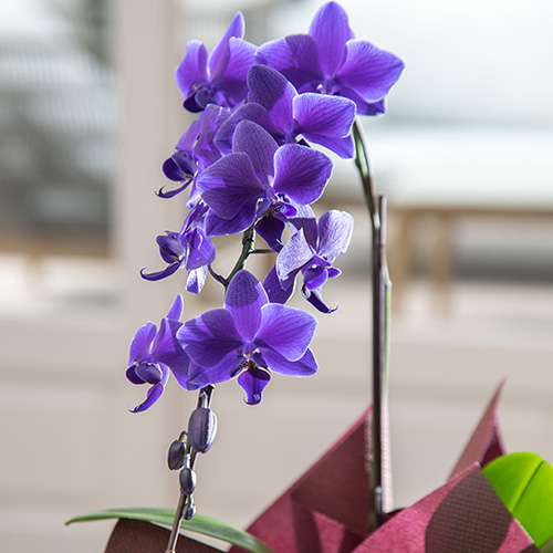 青色胡蝶蘭「Blue Gene (ブルージーン）」ミディサイズ1本立ち | 花