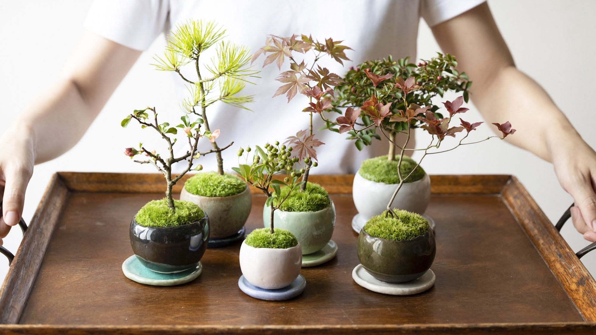 自然のありのままの美しさを小さな盆栽で表現する 石木花 後藤卓也さん