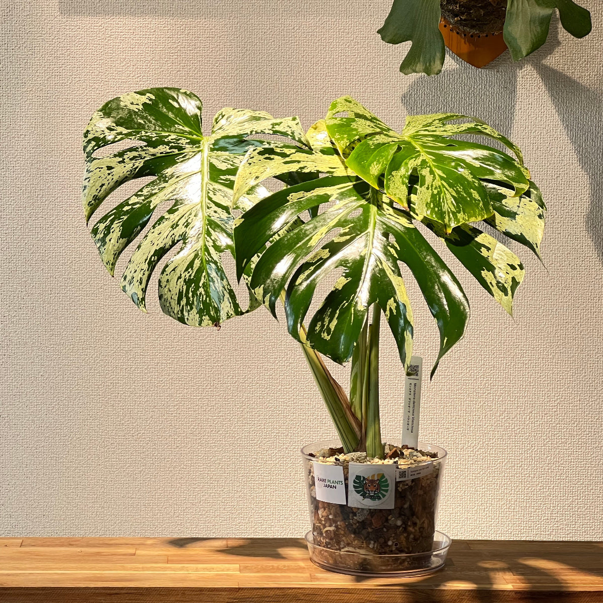 コレクション】モンステラ・デリシオーサ 'ベトシオーサ' – RARE