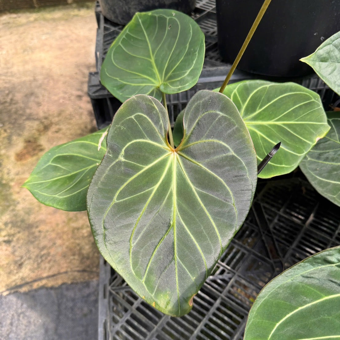 アンスリウム Anthurium 'King of Spades(KOS) hybrid – RARE PLANTS