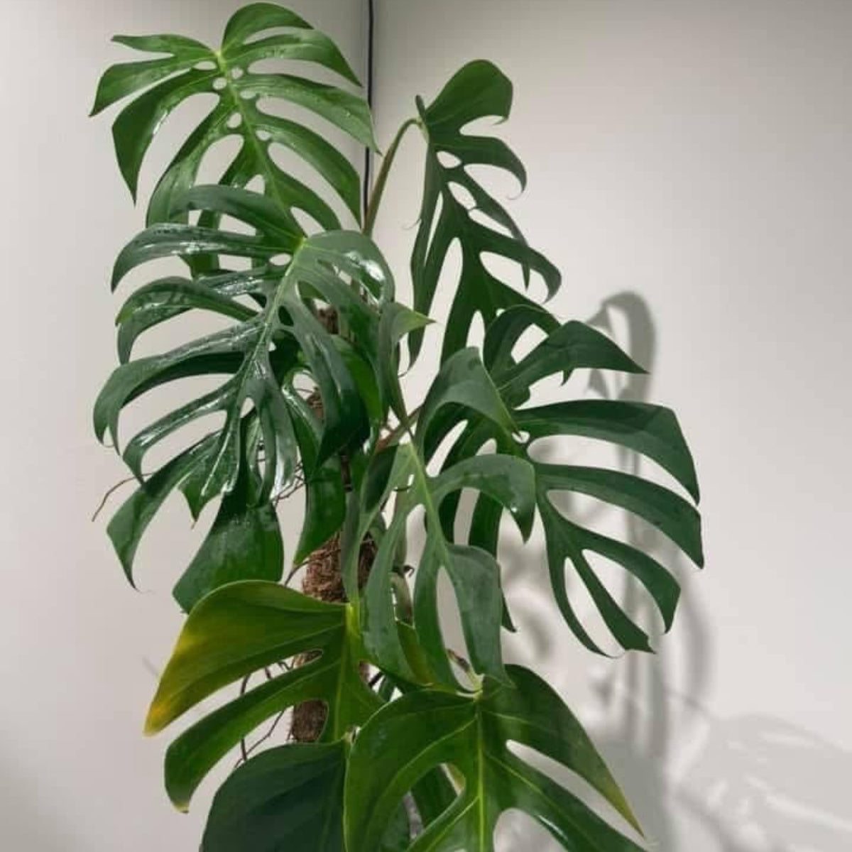 希少】モンステラ・デリシオーサ var.シエラナ 2号サイズ – RARE