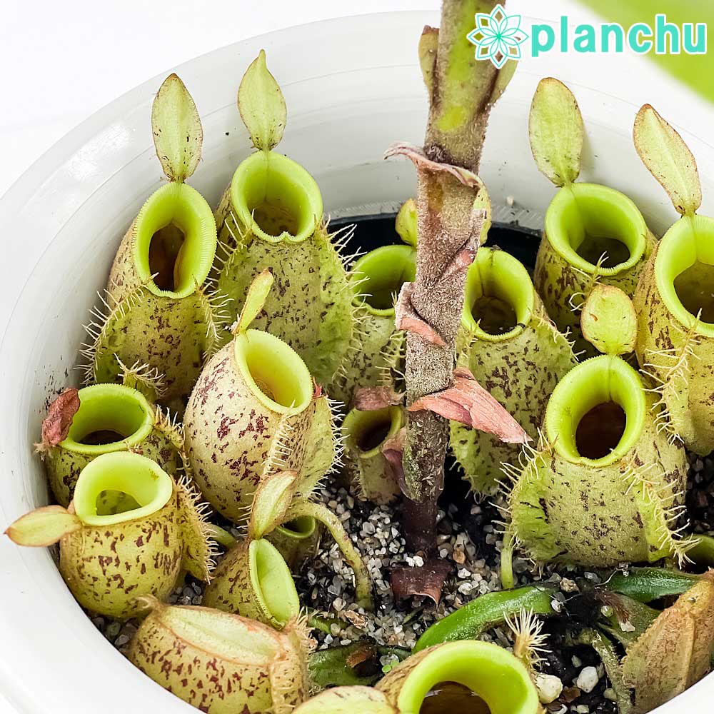 PLANCHU 食虫植物 ネペンテス アンプラリア 5号ロング鉢 受け皿付き