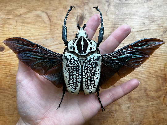 Goliathus orientalis GIANT African Flower Beetle UNSPREAD – The