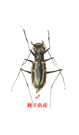 イカリモンハンミョウ