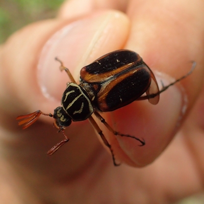オオトラフハナムグリ