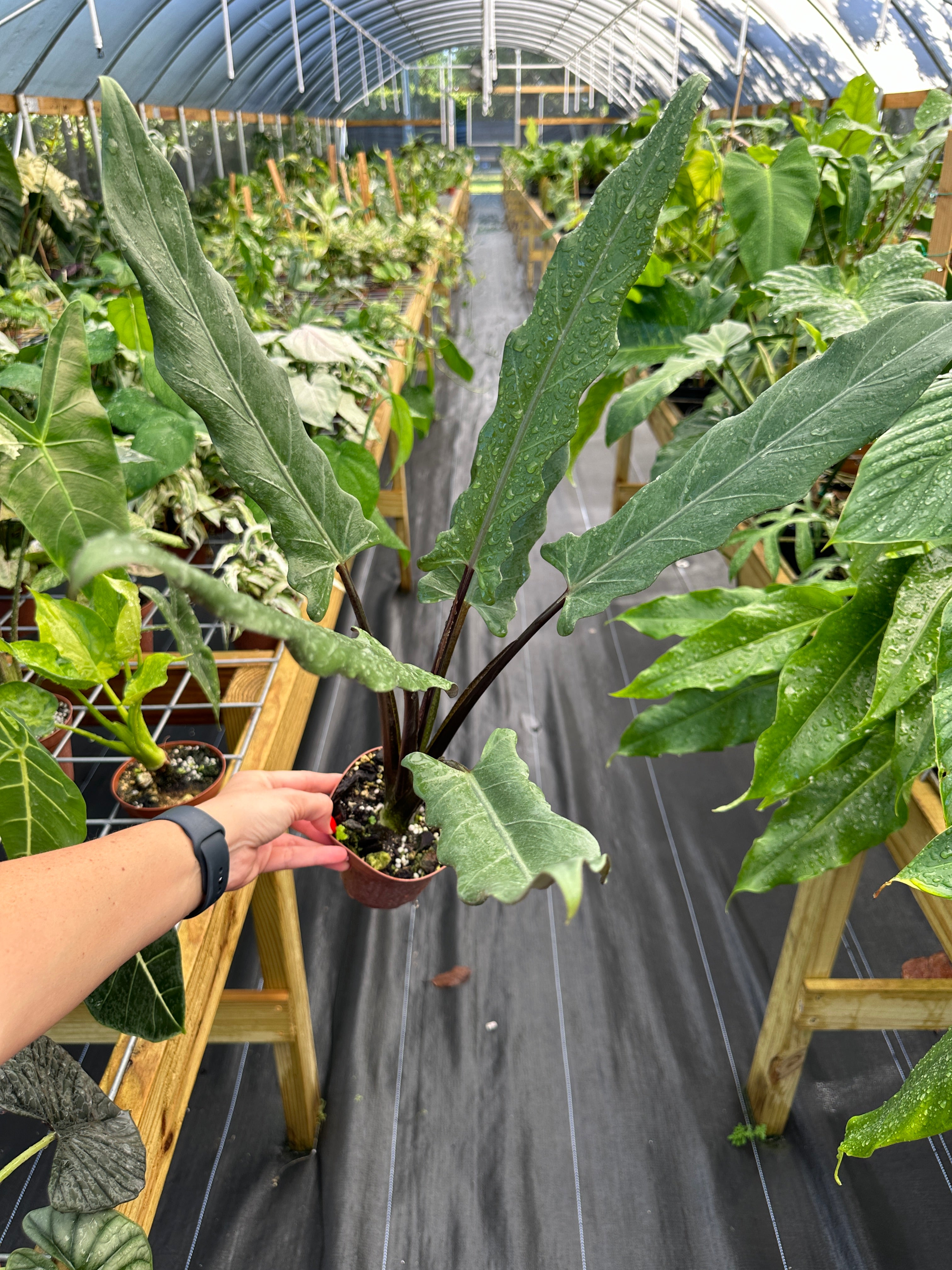 Alocasia Lauterbachiana - Purple Sword Plant – Top Notch Tropical