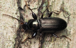 ウズベキスタン産 ゴミムシダマシ 27mm ウズベキスタン産