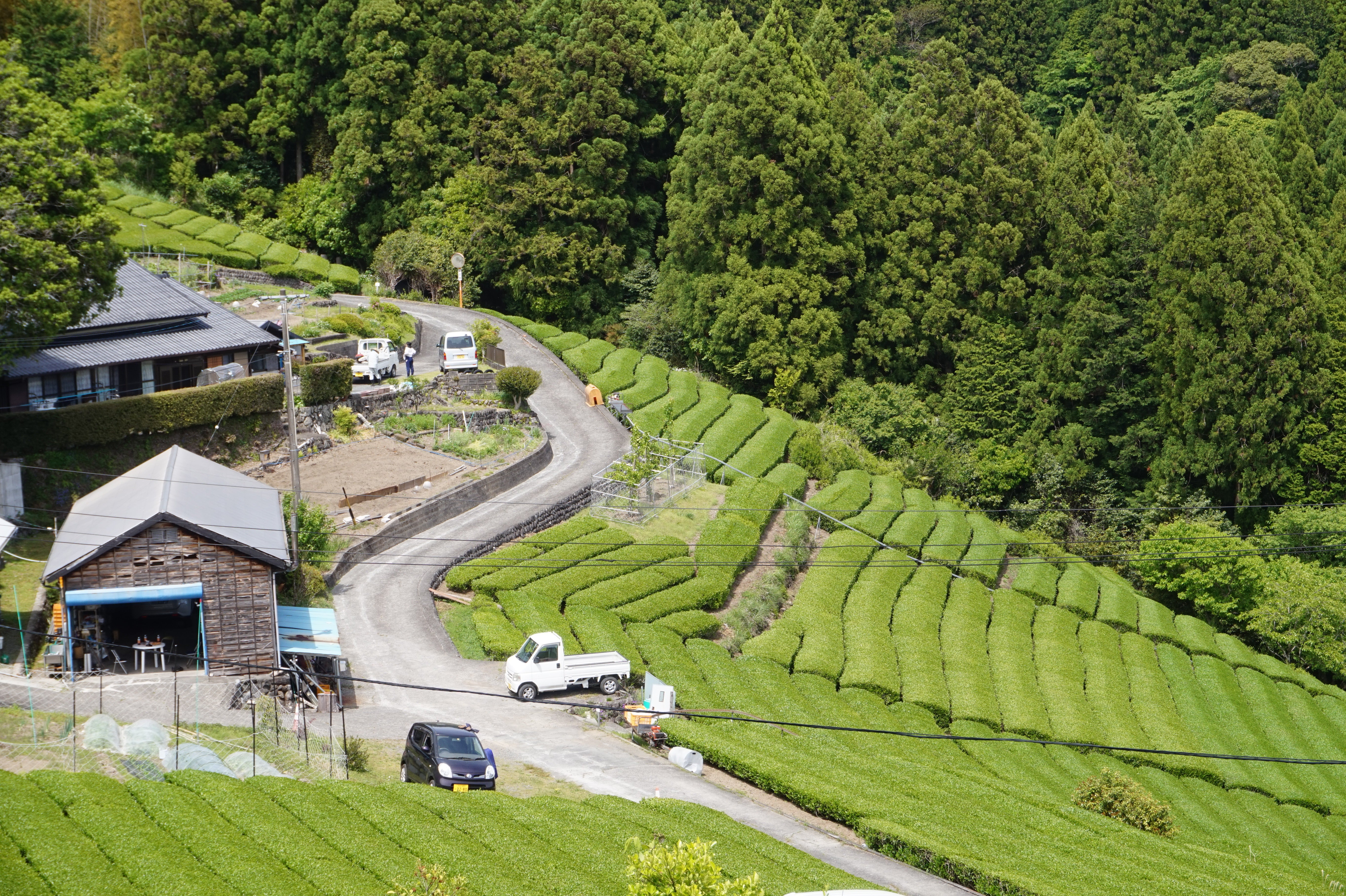 Osada Seicha おさだ製茶 – Tezumi