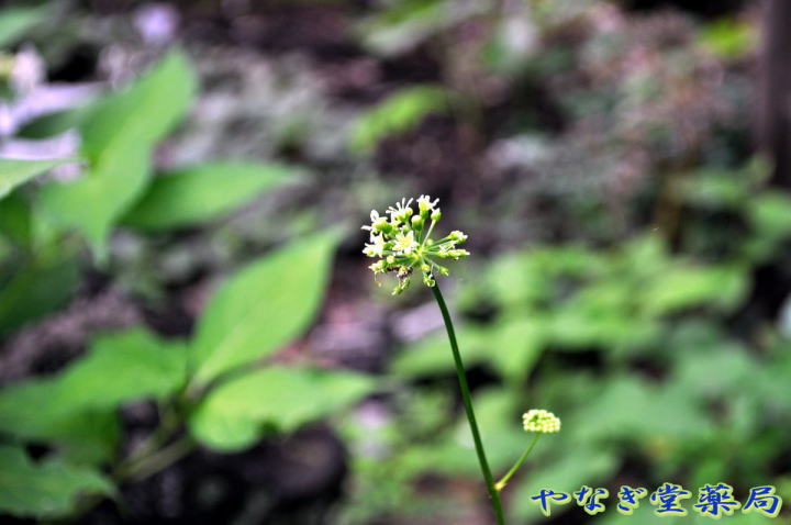 薬用植物ー生薬ー薬草ー健康茶ー竹節人参ーちくせつにんじんーチクセツ