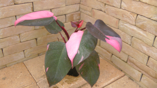 フィロデンドロン・ピンクプリンセス(P. 'Pink Princess') | 希少植物