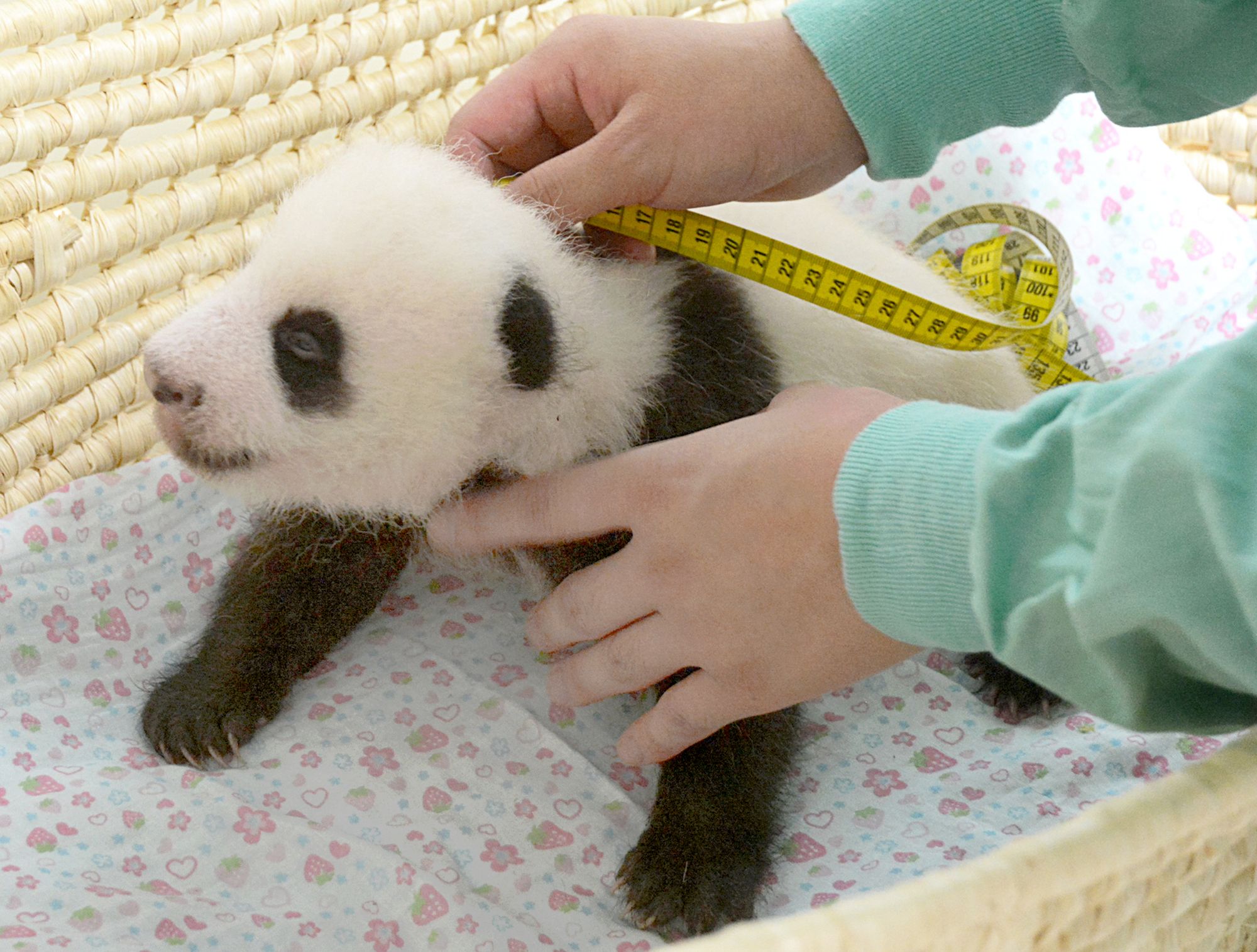 身体検査で体長測定に臨むパンダの赤ちゃん＝8月1日、東京動物園協会