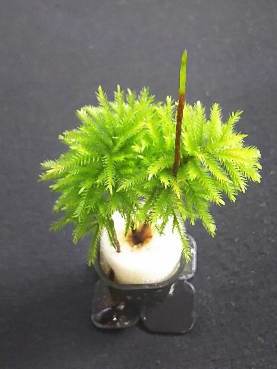 コウヤノマンネングサ Climacium japonicum 【アクアフィールド
