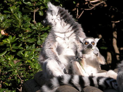 ワオキツネザル（輪尾狐猿） - 哺乳類図鑑 - 動物図鑑 - 動物写真の