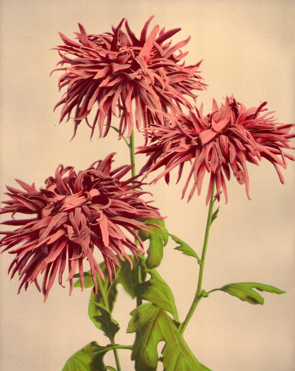 Section 9, Mikado Edition, Japan, Described and Illustrated by the