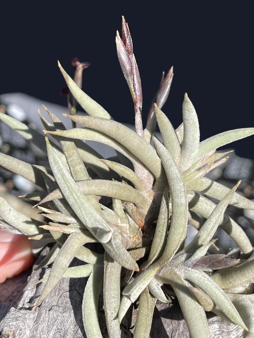 Bromeliads in Australia - Tillandsia tenebra