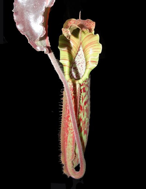 Nepenthes maxima BE-3786 – Carnivero