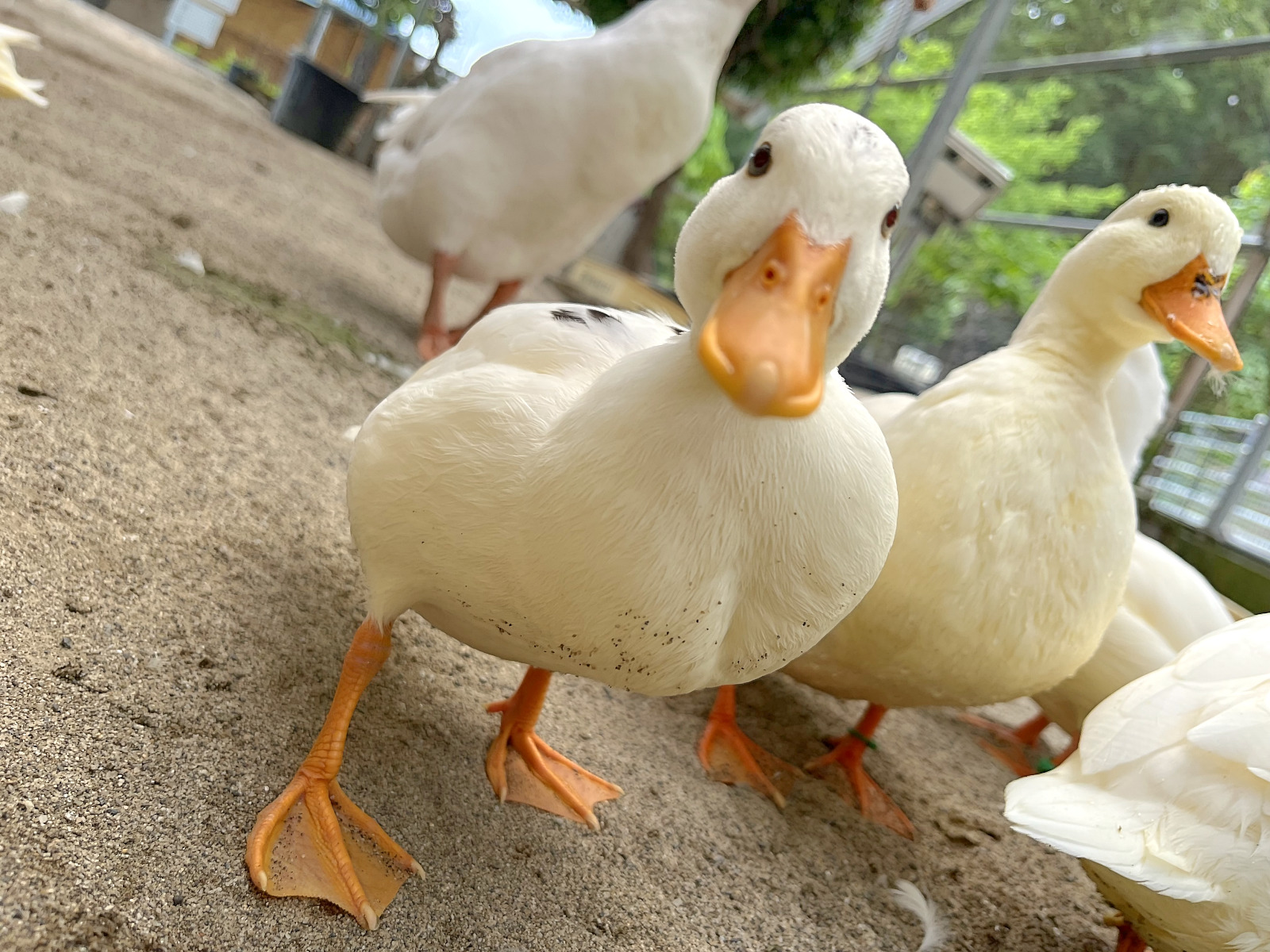 アヒル（コールダック）／須坂市ホームページ - 長野県須坂市