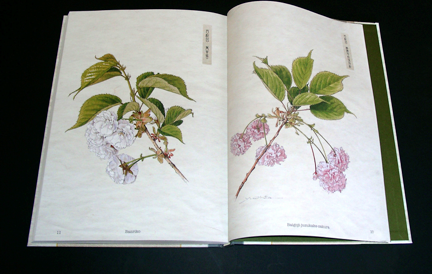 太田洋愛 百桜図 Yoai Ohta SAKURA Botanical Art 百桜図掲載 太田洋愛