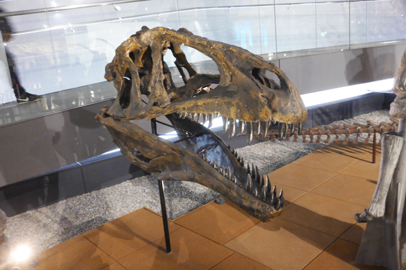 カルカロドントサウルス・サハリクス