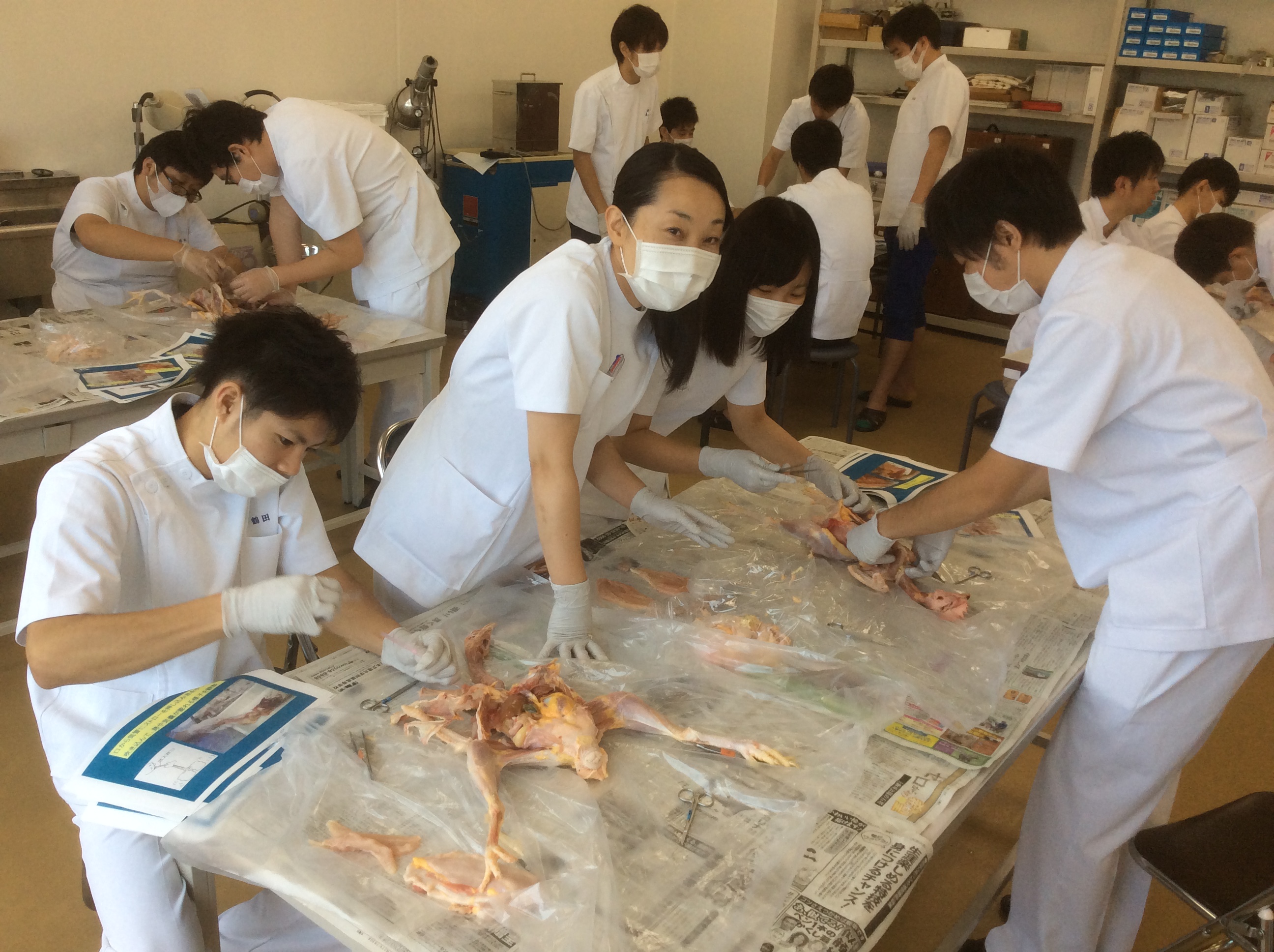 鶏で解剖実習をしました！｜学校法人平松学園｜公式