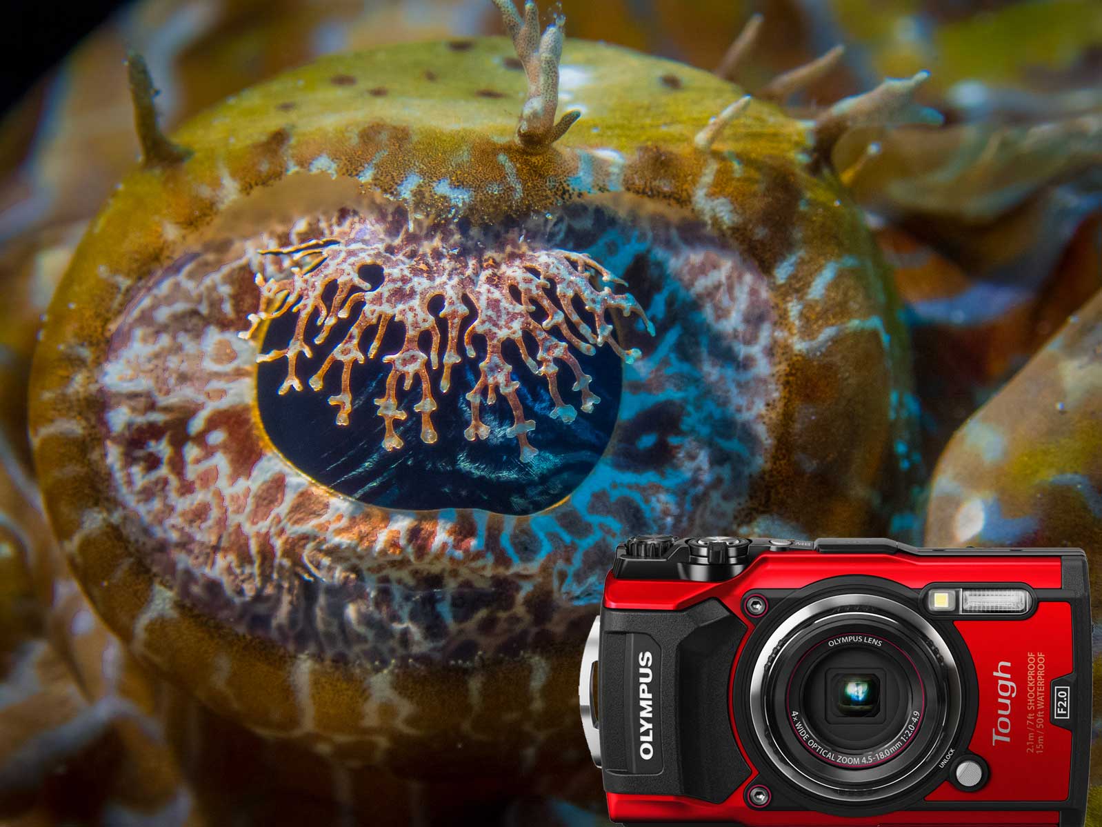 Olympus Tough TG-5 Underwater Photos