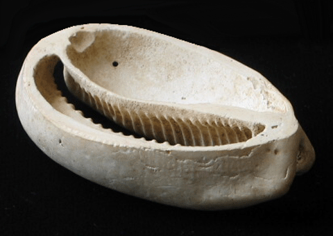 004西広貝塚出土のホシキヌタ製垂飾／市原歴史博物館