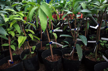 玉文マンゴー（接木苗）6，800円