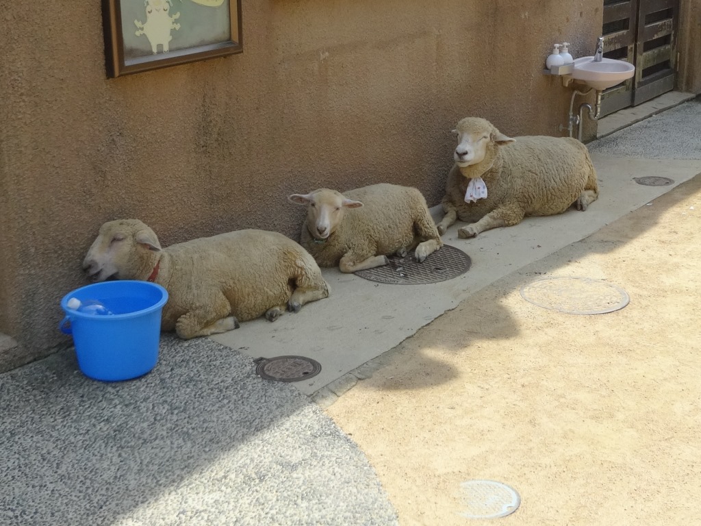 じゅーいのしゅーい#76 残暑の反芻｜神戸市立王子動物園【公式】