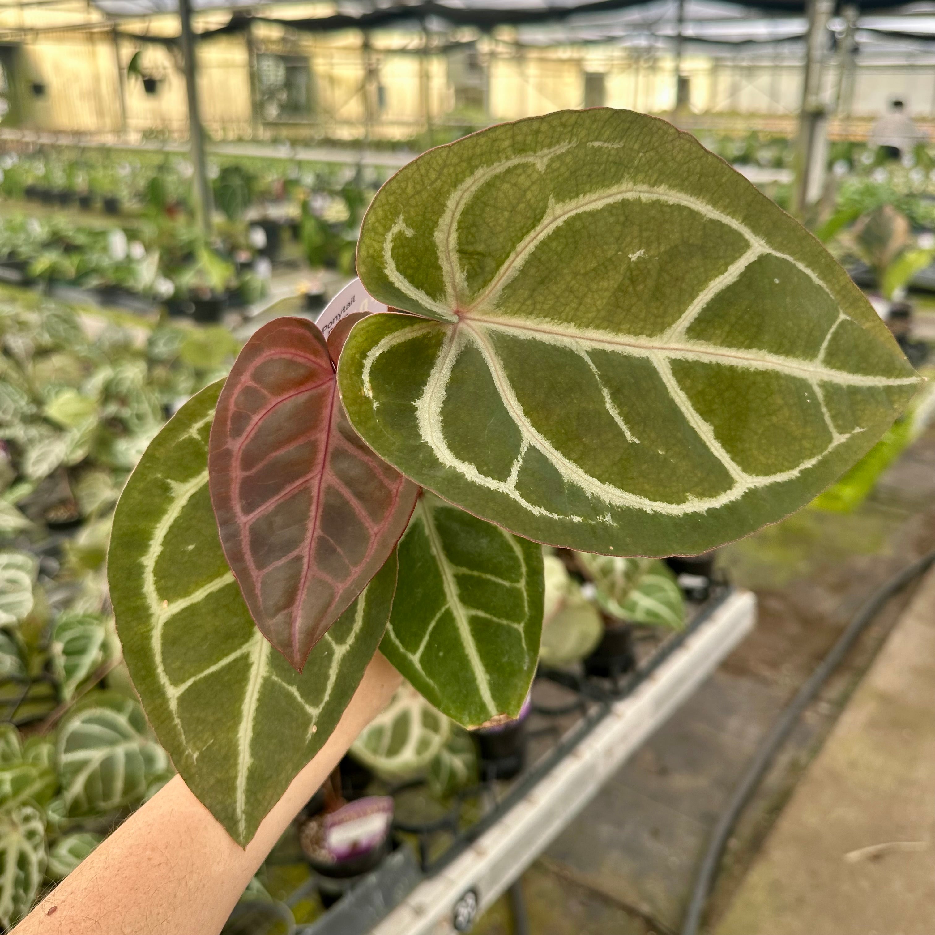 4” Anthurium Red Crystallinum x SKG Silver – Land of Alice