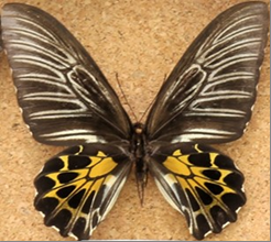 昆虫標本データ