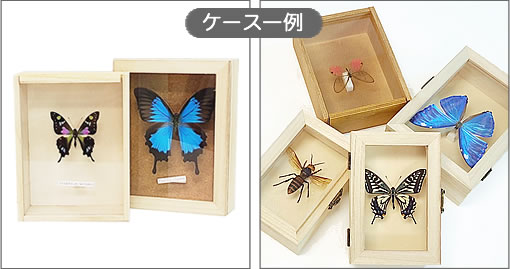 ミヤマカラスアゲハ／メス , アゲハ蝶科標本 , 蝶の標本 販売・通販の