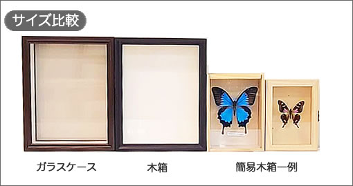 紙箱代品販売のご案内 , お知らせ , 蝶の標本 販売・通販のNatureShop