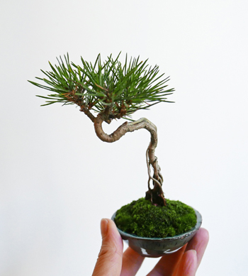 黒松・根上がり - Collection : コレクション - NEO GREEN : ネオグリーン