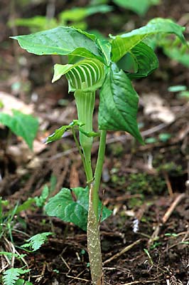 ヒロハテンナンショウ