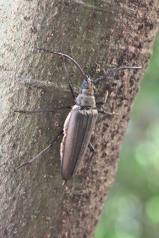 コロンビア産 レモネイトゲウスバカミキリ 76mmコロンビア産 レモ