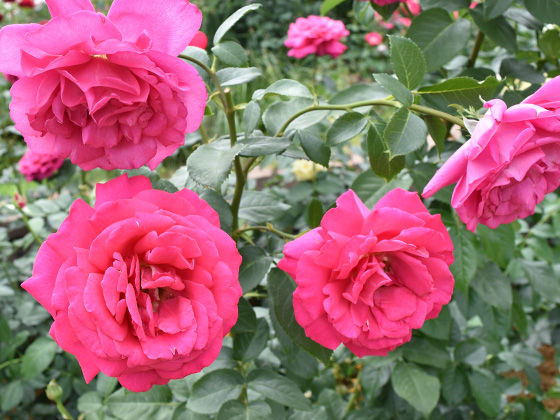 王妃マリーアントワネット - バラ図鑑 - NOIBARA