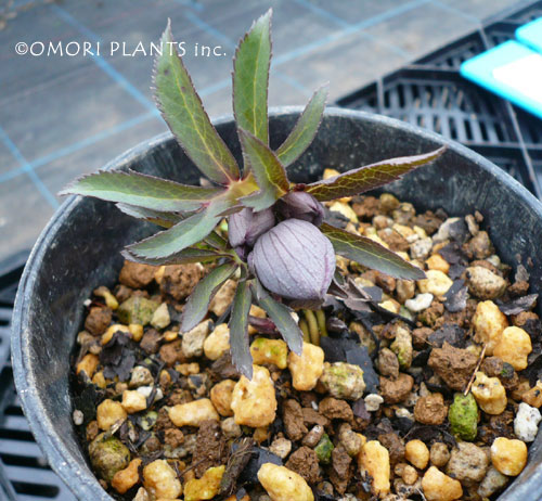 原種系クリスマスローズ プルプラセンス 生育状況 | 大森プランツ