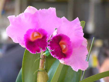 Lc. Melody Fair 'Venus' - カトレアの部屋 Abiko Orchid Room -