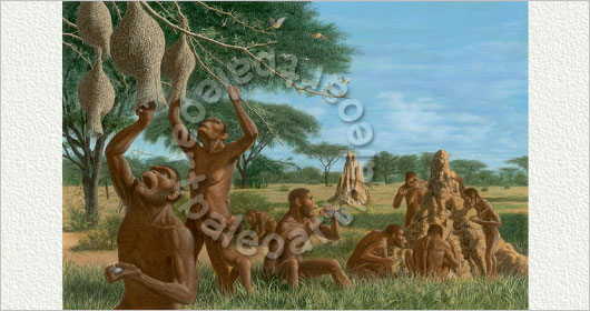 アウストラロピテクス・アフリカヌス 85-11110