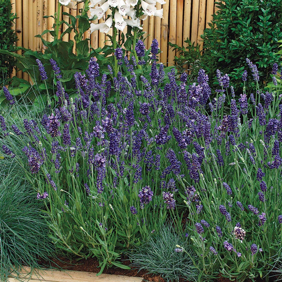 Ellagance Purple Lavender Seeds – Park Seed